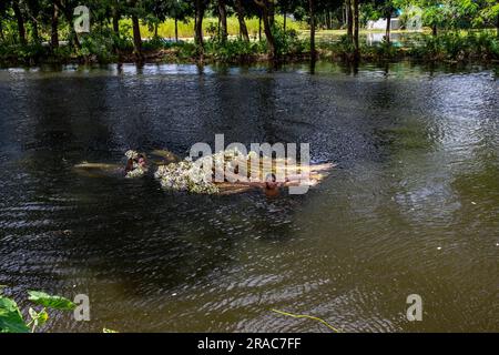 Les agriculteurs lavant des tiges de nénuphars cueillis à Char Nimtolar Beel à Sirajdikhan upazila de Munshiganj. C'est les fleurs nationales du Bangladesh Banque D'Images