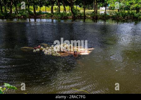 Les agriculteurs lavant des tiges de nénuphars cueillis à Char Nimtolar Beel à Sirajdikhan upazila de Munshiganj. C'est les fleurs nationales du Bangladesh Banque D'Images