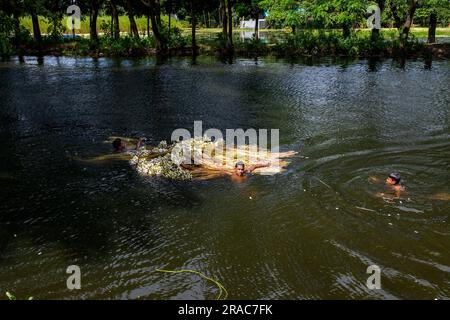 Les agriculteurs lavant des tiges de nénuphars cueillis à Char Nimtolar Beel à Sirajdikhan upazila de Munshiganj. C'est les fleurs nationales du Bangladesh Banque D'Images