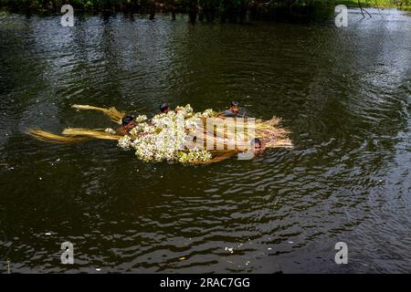 Les agriculteurs lavant des tiges de nénuphars cueillis à Char Nimtolar Beel à Sirajdikhan upazila de Munshiganj. C'est les fleurs nationales du Bangladesh Banque D'Images