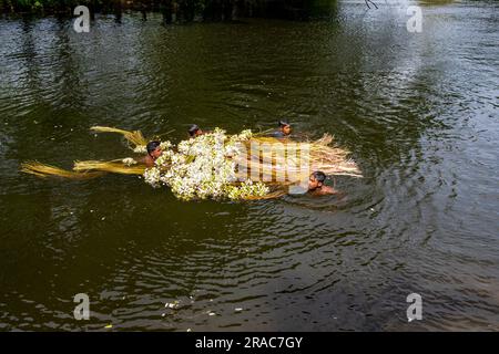 Les agriculteurs lavant des tiges de nénuphars cueillis à Char Nimtolar Beel à Sirajdikhan upazila de Munshiganj. C'est les fleurs nationales du Bangladesh Banque D'Images