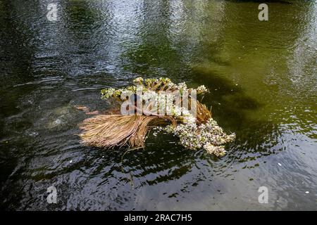 Les agriculteurs lavant des tiges de nénuphars cueillis à Char Nimtolar Beel à Sirajdikhan upazila de Munshiganj. C'est les fleurs nationales du Bangladesh Banque D'Images