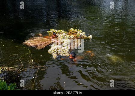 Les agriculteurs lavant des tiges de nénuphars cueillis à Char Nimtolar Beel à Sirajdikhan upazila de Munshiganj. C'est les fleurs nationales du Bangladesh Banque D'Images