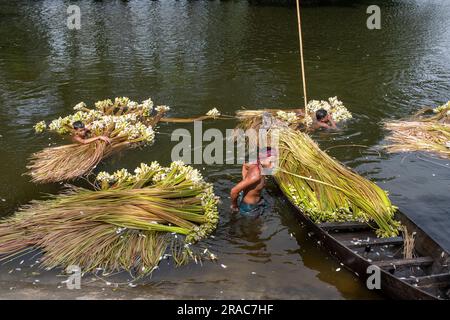 Les agriculteurs lavant des tiges de nénuphars cueillis à Char Nimtolar Beel à Sirajdikhan upazila de Munshiganj. C'est les fleurs nationales du Bangladesh Banque D'Images