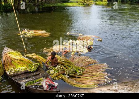 Les agriculteurs lavant des tiges de nénuphars cueillis à Char Nimtolar Beel à Sirajdikhan upazila de Munshiganj. C'est les fleurs nationales du Bangladesh Banque D'Images