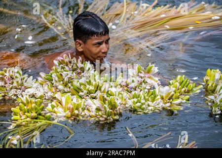 Les agriculteurs lavant des tiges de nénuphars cueillis à Char Nimtolar Beel à Sirajdikhan upazila de Munshiganj. C'est les fleurs nationales du Bangladesh Banque D'Images