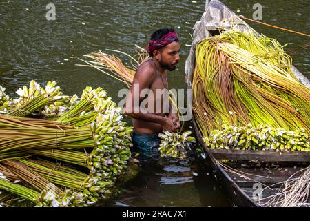 Les agriculteurs lavant des tiges de nénuphars cueillis à Char Nimtolar Beel à Sirajdikhan upazila de Munshiganj. C'est les fleurs nationales du Bangladesh Banque D'Images