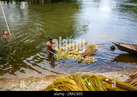 Les agriculteurs lavant des tiges de nénuphars cueillis à Char Nimtolar Beel à Sirajdikhan upazila de Munshiganj. C'est les fleurs nationales du Bangladesh Banque D'Images