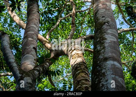 Ficus insipida (ojé blanco), forêt amazonienne, Tingo Maria, Huanuco, Perú. Banque D'Images