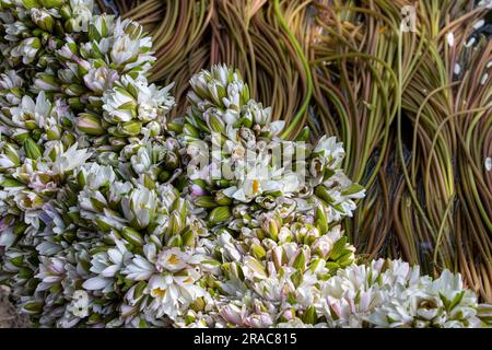 Tiges de nénuphars provenant de Char Nimtolar Beel dans Sirajdikhan upazila de Munshiganj. Voici les fleurs nationales du Bangladesh et ses tiges Banque D'Images