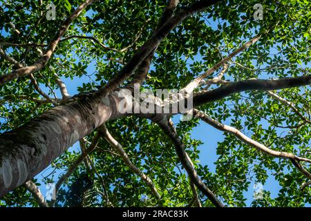 Ficus insipida (ojé blanco), forêt amazonienne, Tingo Maria, Huanuco, Perú. Banque D'Images