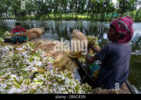 Les agriculteurs accumulent des nénuphars sur la rive de Char Nimtolar Beel à Sirajdikhan upazila de Munshiganj avant des envoyer aux marchés de cuisine de Dhaka. Banque D'Images