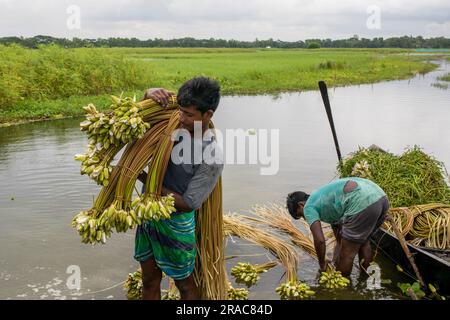 Les agriculteurs accumulent des nénuphars sur la rive de Char Nimtolar Beel à Sirajdikhan upazila de Munshiganj avant des envoyer aux marchés de cuisine de Dhaka. Banque D'Images