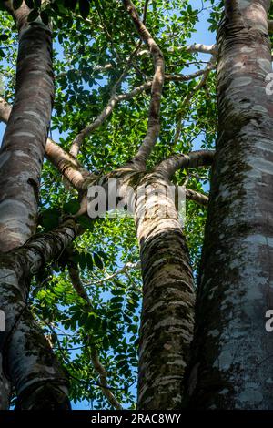 Ficus insipida (ojé blanco), forêt amazonienne, Tingo Maria, Huanuco, Perú. Banque D'Images
