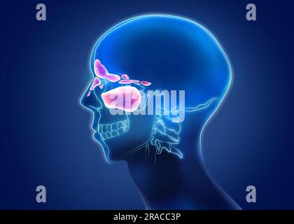 Image radiographique de l'homme montrant une sinusite en progression dans les cavités nasales sur fond bleu, illustration Banque D'Images