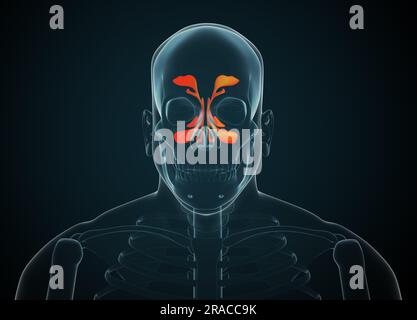 Image radiographique de l'homme montrant des cavités nasales sur fond sombre, illustration Banque D'Images