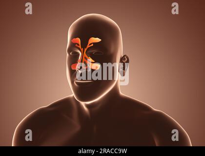 Image d'un homme montrant des cavités nasales sur fond marron, illustration Banque D'Images