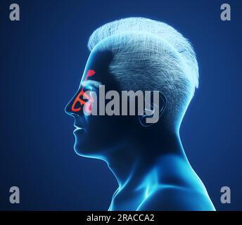 Image d'un homme montrant des cavités nasales sur fond bleu, illustration Banque D'Images