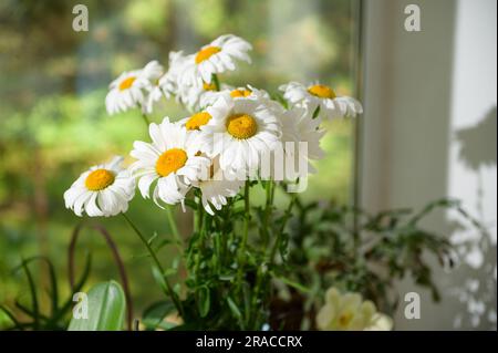 Magnifiques fleurs de camomille blanche sur fond de fenêtre. Studio à motif fleuri. Fleuriste, magasin. Plantes et nature. Fleuriste. Floristics. Flori Banque D'Images