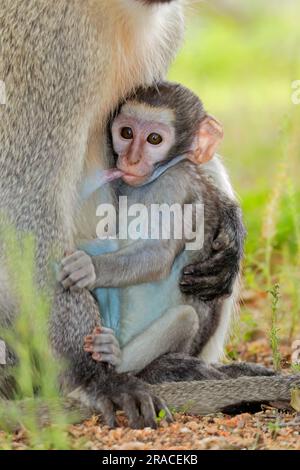 Singe vervet de bébé de lait (Cercopithecus aethiops), Parc national Kruger, Afrique du Sud Banque D'Images