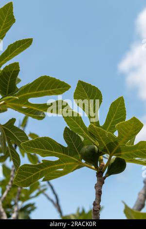 Figues mûrissant sur un figuier Banque D'Images