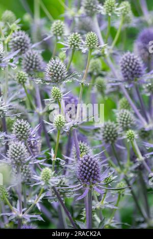 Eryngium planum Blue Glitter, bleu eryngo Blue Glitter, Flat Sea Holly, vivace, fleurs bleu-argent Banque D'Images