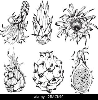 Jeu de dessins vectoriels de fruits de dragon d'illustrations en noir et blanc. Cuisine tropicale clipart. Plante entière tropicale gravée Illustration de Vecteur