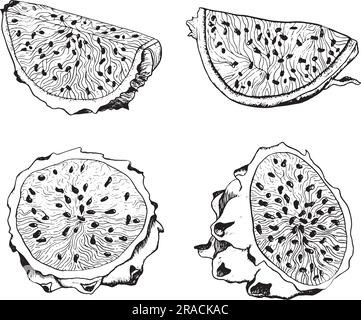 Tranches et moitiés de fruits Dragon ensemble de lignes blanches noires d'illustrations vectorielles graphiques. Plante tropicale pitaya Illustration de Vecteur