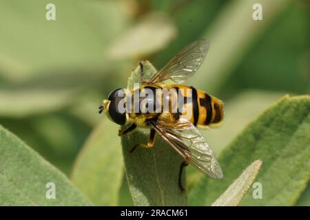 Gros plan naturel sur l'aéroglisseur Batman ou Deadhead, Myathropa florea assis sur une feuille verte Banque D'Images