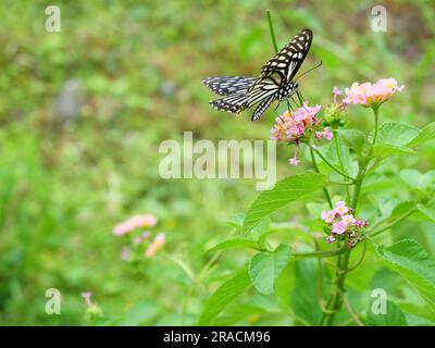 MIME commun ( Papilio clytia ) papillon suçant le nectar sur la fleur de Lantana des Antilles avec fond vert naturel Banque D'Images