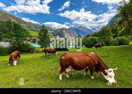 Vaches sur le pâturage vert comme petit lac de Brusson et montagnes sous ciel bleu sur fond dans la vallée d'Aoste, Italie. Banque D'Images