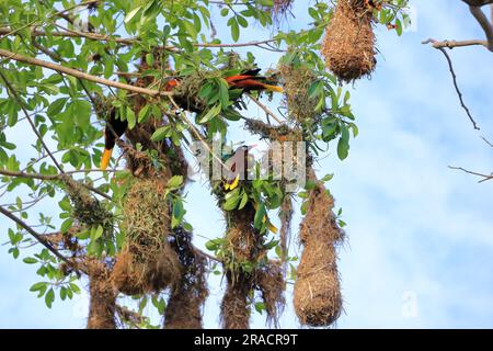 Montezuma Oropendola au Costa Rica en amérique centrale Banque D'Images
