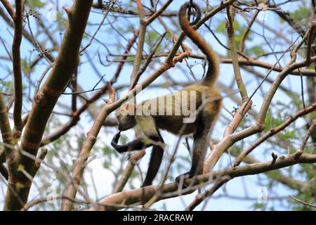 Singe araignée sautant sur les branches, Costa Rica Banque D'Images