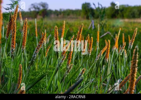 Gros plan d'une prairie d'orange en fleurs Alopecurus aequalis, une espèce commune d'herbe connue sous le nom de renard à côtes ou de renard orange. Banque D'Images