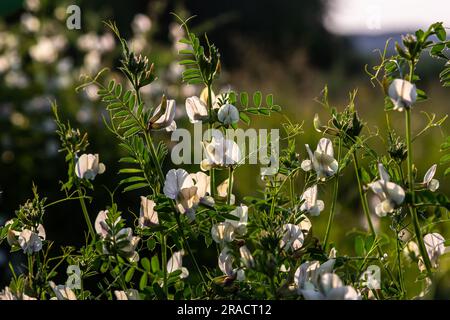 Vicia lutea - Etch jaune lisse. Fleurs sauvages printanières par une journée ensoleillée dans la prairie. Banque D'Images