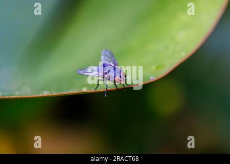 Une vue rapprochée d'une mouche domestique (Musca domestica) avec des yeux composés rouges au repos sur une feuille verte dans un jardin à Surrey, dans le sud-est de l'Angleterre en été Banque D'Images