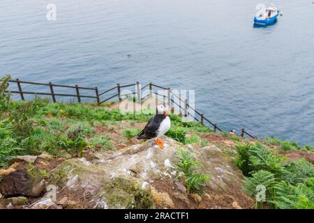 A Puffin (Fratercula arctica) sur les falaises de North Haven, Skomer, une île au large de la côte de Pembrokeshire, Marloes, dans l'ouest du pays de Galles, célèbre pour sa faune Banque D'Images