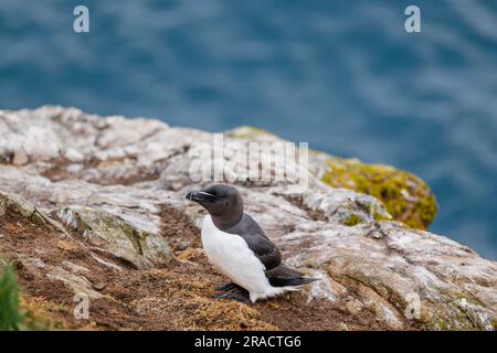 Un Razorbill (Alca torda) debout sur les falaises de North Haven sur Skomer, une île de Pembrokeshire près de Marloes, dans l'ouest du pays de Galles, bien connue pour sa faune Banque D'Images