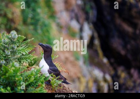 Un Razorbill (Alca torda) debout sur les falaises de North Haven sur Skomer, une île de Pembrokeshire près de Marloes, dans l'ouest du pays de Galles, bien connue pour sa faune Banque D'Images