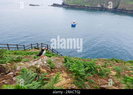 A Puffin (Fratercula arctica) sur les falaises de North Haven, Skomer, une île au large de la côte de Pembrokeshire, Marloes, dans l'ouest du pays de Galles, célèbre pour sa faune Banque D'Images