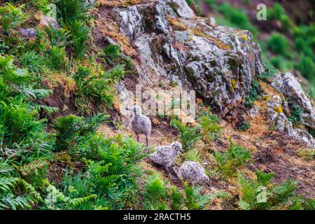 Le mouette en péril (Larus argentatus) s'époussa sur les falaises de North Haven sur Skomer, une île de Pembrokeshire, dans l'ouest du pays de Galles, bien connue pour sa faune Banque D'Images