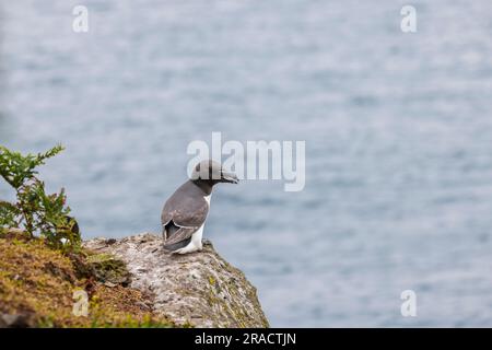 Un Razorbill (Alca torda) debout sur les falaises de North Haven sur Skomer, une île de Pembrokeshire près de Marloes, dans l'ouest du pays de Galles, bien connue pour sa faune Banque D'Images