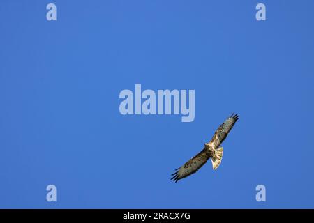 Oiseau de proie Buzzard commun, Buteo buteo avec des ailes ouvertes volant dans le ciel. Banque D'Images