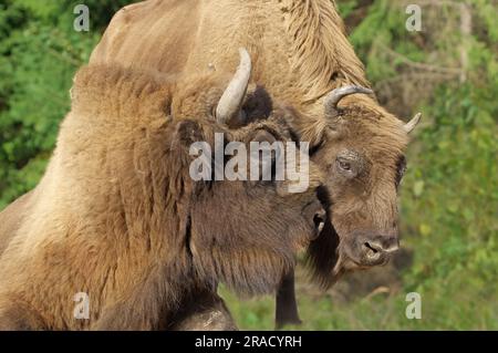 Couple de bisons européens, têtes proches les unes des autres, harmonie, tendresse. Bison bonasus captif, parc animalier Banque D'Images