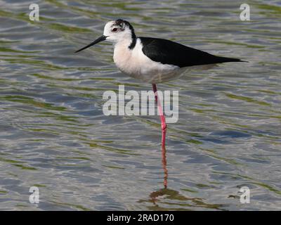 Black-winged Stilt Banque D'Images