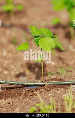 Culture indienne coton bébé arbre, petite plante poussent dans la ferme Banque D'Images