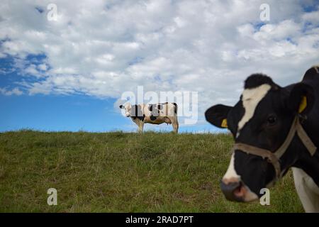 Vaches laitières saines debout au-dessus d'un champ vert en été Banque D'Images