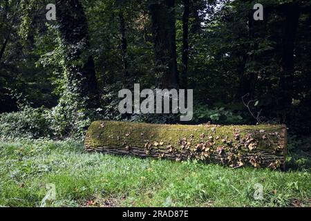 Une journée ensoleillée dans la campagne italienne, vous pourrez vous y connecter avec de l'ivy au bord d'une pelouse dans une forêt Banque D'Images