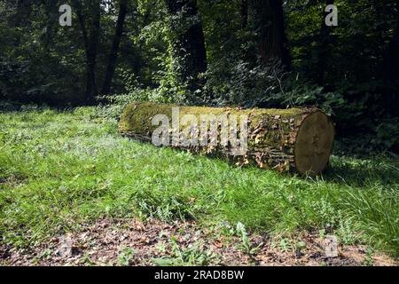 Une journée ensoleillée dans la campagne italienne, vous pourrez vous y connecter avec de l'ivy au bord d'une pelouse dans une forêt Banque D'Images