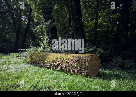 Une journée ensoleillée dans la campagne italienne, vous pourrez vous y connecter avec de l'ivy au bord d'une pelouse dans une forêt Banque D'Images